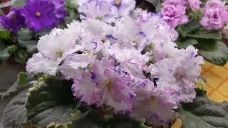 Цветущие фиалки.на 9.07.21Новенькие и старожилы))между делом отделила пасынок))