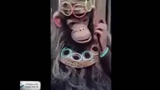 Год Обезьяны на коньках
