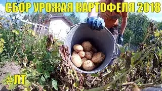 [VLOG_ЛТ#181]: копаю картошку, немного о кашах и картофане, речка