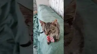 Выхаживаю Малыша Тима #котята #kitten
