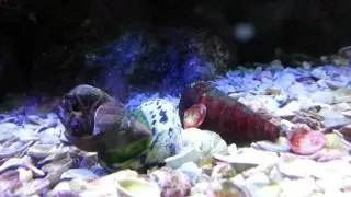 Snail has a hermit crab and a hermit crab has a cr