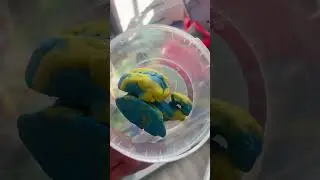 Sarıyı maviye katmış ✅ #comedyvideos #funny #keşfetbeniöneçıkar #keşfetaçılll