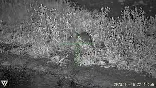 RATS GALORE IN -3 DEGREES