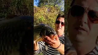 Дністровський сазан 3+ #fishing  #carp #carpfishing