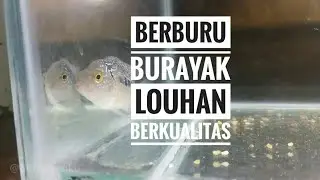 Berburu Burayak Louhan Berkualitas harga Murah