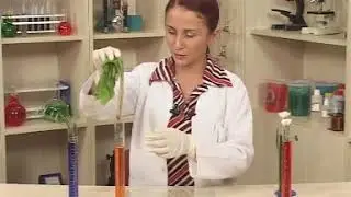 Fen Deneyleri - Bitki Gövdesi Sıvıları Nasıl İletir?