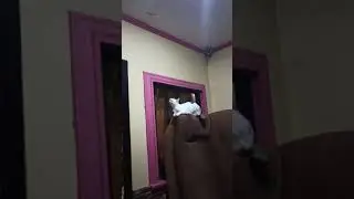 Ang Pusang si Kuting na nakaabang kay Butiking Malambing😂