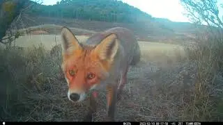 FOTOTRAMPEO ( ZORRO, JABALI, TEJON..) 🦡🐗🦊