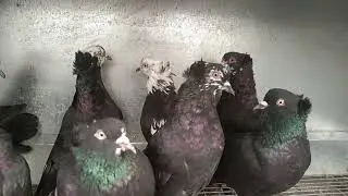 Приобретение новых голубей у Киреева Владимира Яковлевича