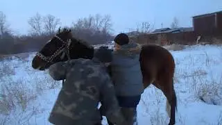 ОБУЧЕНИЕ ЛОШАДИ