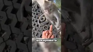 3 Ways to Shock a Monkey