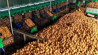 How to produce millions of coconut products