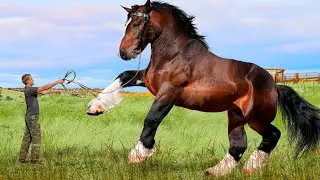 LARGEST Living Horse Breeds Around The World!