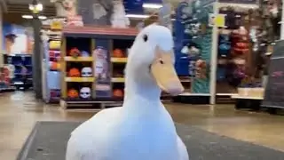 Pet Duck Goes Shopping (tiktok full video)