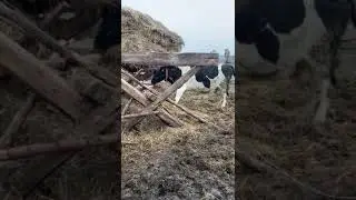 В корову вселился БЕС😁