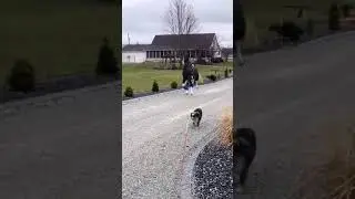 CABALLO FINO