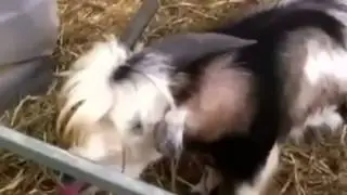 Fail - Goat Clucks Like A Chicken!