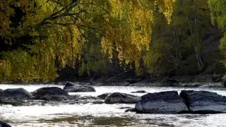Река в 4к природа, очень красивое видео, релакс.