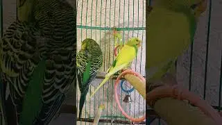 Милка Лунтик видео обзор