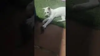 Tom and Jerry