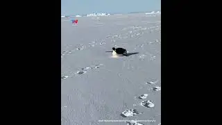 🐧 UN GUÍA INESPERADO: un pingüino emperador acompañó a expedicionarios en la Antártida