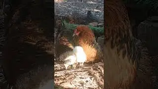 Americana Hen with chicks (Australorps and white leghorn 