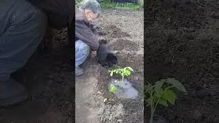 Как удобрять помидоры #shorts