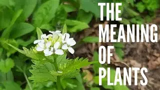 Jack by the Hedge - The Meaning of Plants