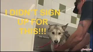 A NOT SO HAPPY HUSKYTUDE (Bath Time!)