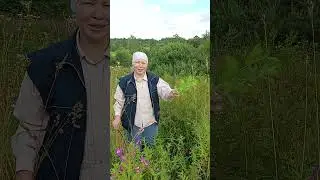 Ароматная мята#лесная мята#мята#трава у дома#nature