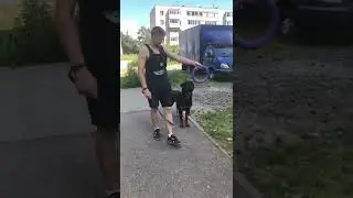 Танцы Рокеты🚀 #ротвейлер #shorts #собака #лето