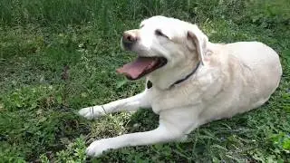 Наша собака Лима