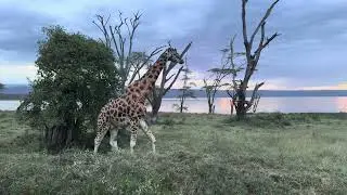 Rothschild giraffe #kenya #safari Rift Valley