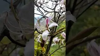 Aap esy apni Zaban ma Kya bolty hain#nature #naturelovers #kashmiriflower#beautifulflowers