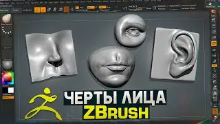 Zbrush. Теория анатомии. Скульпт ушей