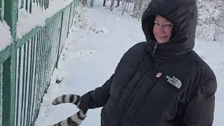 Как тигры переносят морозы?)))) ВЕСЕЛО))))