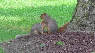 Tree Rats