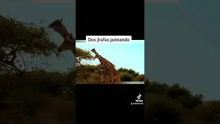 Cosas que los humanos nunca debieron ver 