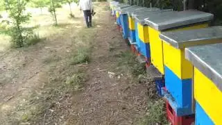 Bletet ne kullos