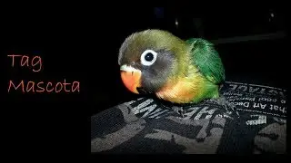 Tag mascota | El diari d'Àu