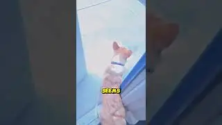 Dog Running in Emergency 🤯