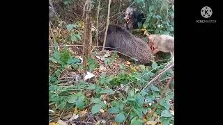 Охота на Кавказе с Лайками, на кабана
