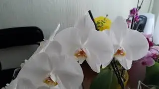 Какая красота меня порадовала. Шикарные орхидеи. Уютные орхидеи