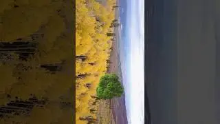 Trees Release Carbon Dioxide!#glitchinthematrix #youtubeshorts #shorts
