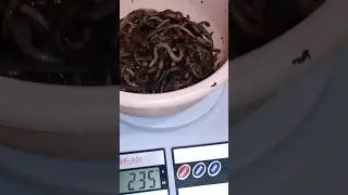 Черви дендробена