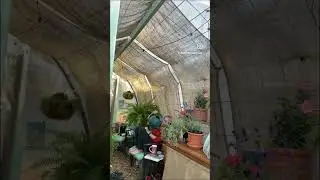 Hangin out in the greenhouse 💚