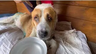 Алабай Бархан встречает нас с утра/Обновка для малыша