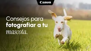 Consejos para fotografiar a tu mascota con Canon