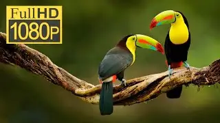 Beautiful Birds Sound in Rainforest (With SOUNDS)