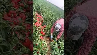 Harvest Season Is Here #agriculture #hardwork #farmer